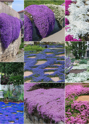 📣Optimal Ground Cover✨Creeping Thyme Seeds