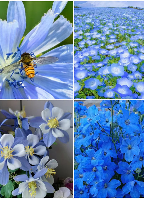Exclusive Blue Wildflower Seed Mix