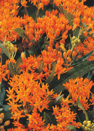 Asclepias Collection