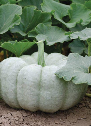 Blue Pumpkin Seeds