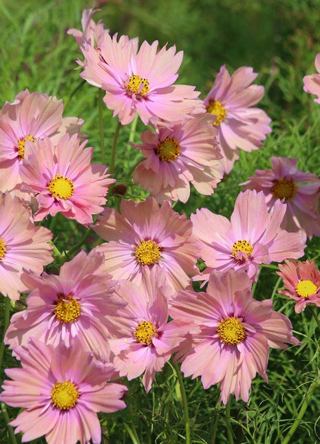 'Apricotta' Cosmos Seeds