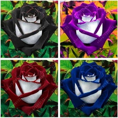 20 Pcs/bag Black Rose Flower Colorful Rose Petals Plant Seeds for Home Garden