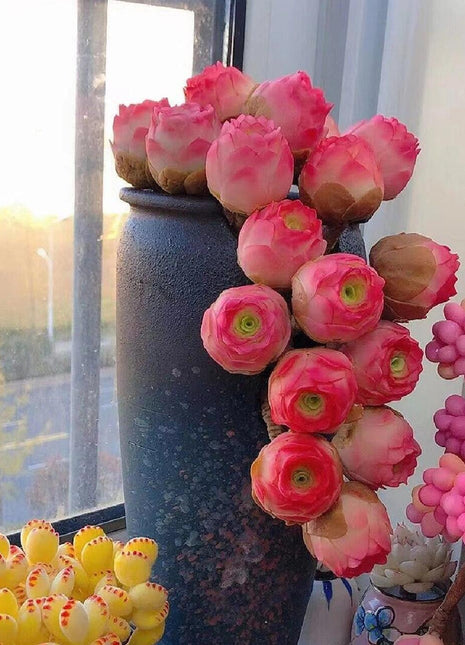 500 Pcs Mountain Rose Succulent Seeds - Vibrant Colors for Your Home Garden