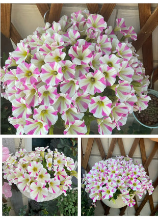 🌸The Latest Petunia Varieties In 2024