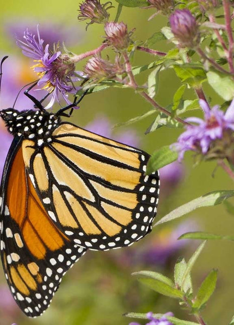 Monarch Butterfly Wildflower Seed Mix