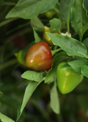 Hot Pepper