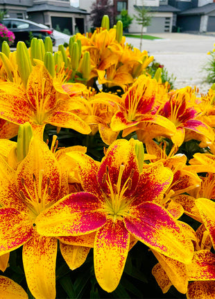 Lily Bulbs