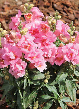 Antirrhinum Twinny Rose F1 Seeds