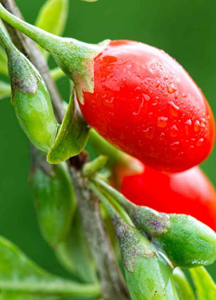 Wolfberry Seeds