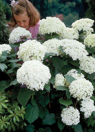 Hydrangea Seed: Unlock Nature's Beauty