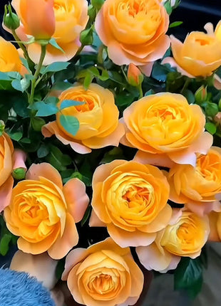 🌹Rose Mixed Color Seeds