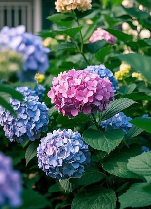200 Pcs Mixed Color Hydrangea Seeds | Gorgeous & Elegant Blooms for Your Garden & Floral Projects
