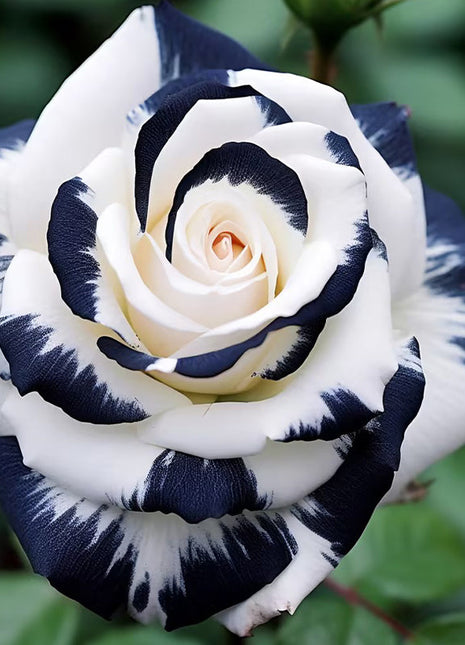 Rare Black & White Rose
