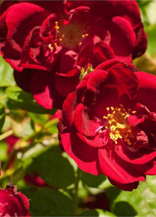 Explosion Climbing Rose Garden Seeds