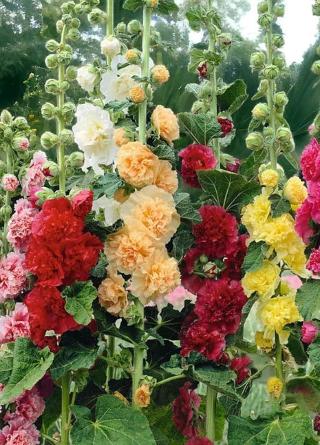 200+ Mixed Hollyhock Seeds – Colorful Tall Blooms, Heirloom & Non-GMO, Perfect for Fences, Borders & Cottage Gardens