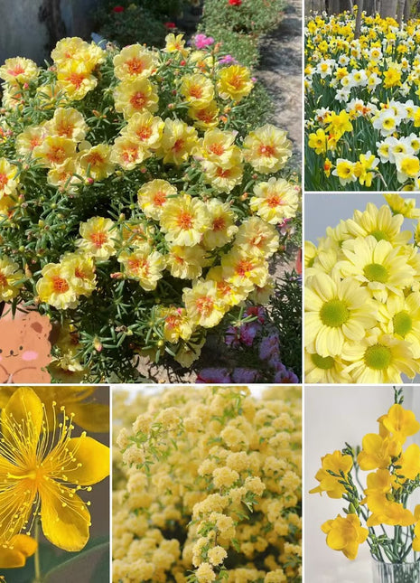 Exclusive Yellow Wildflower Seed Mix
