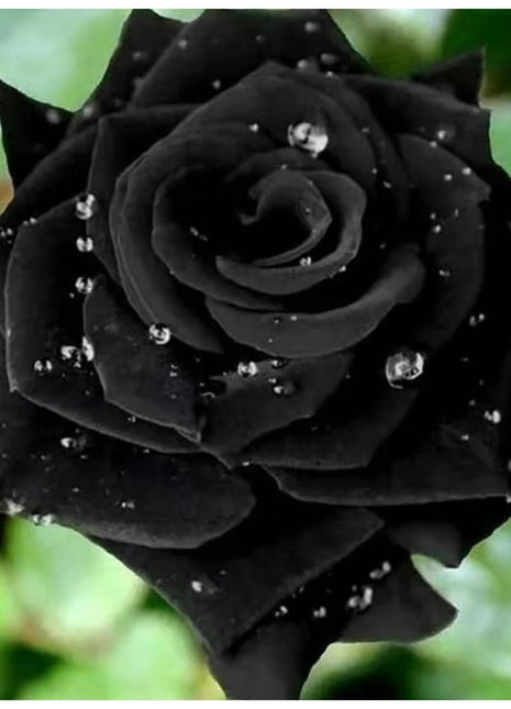 Black Rose Seeds - 100 Exotic Seeds for Home Garden Flower Planting black  rose
