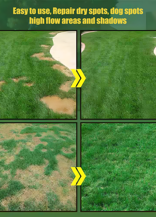 🌱 Evergreen dwarf grass seed for four seasons | Create your perfect lawn here