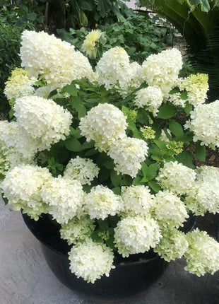 🌺Panicle Hydrangea Flowers Seeds—Mixed Color Plants—Home Garden Flower Seeds