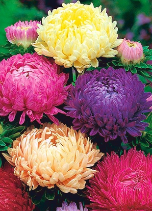 Aster Seeds (Peony Duchess) - Mix