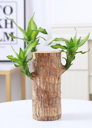 Charming Brazilian Wood with Ceramic Pot & Mysterious Doll – A Touch of Green and Magic for Your Home