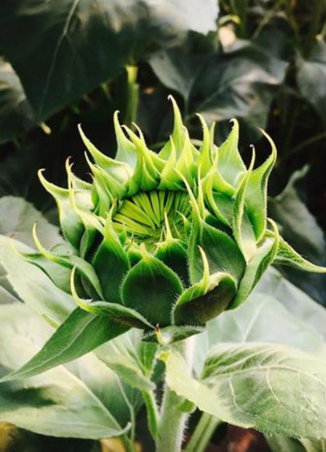 50 Seeds Green hybrid sunflower seeds