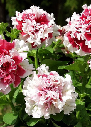Double Petunia Seeds