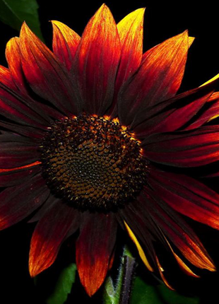 Red Wine Sunflower