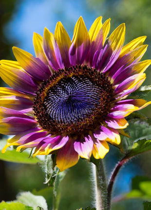 Purple Heart Sunflower Seeds