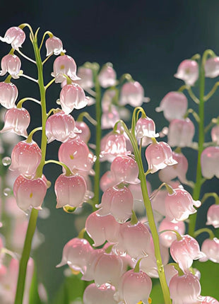 Lily of the Valley Seeds