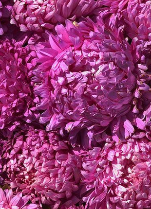 King Size Rose