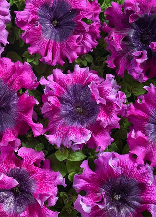 Superbissima Wine Red Petunia Seeds
