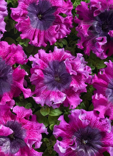 Superbissima Wine Red Petunia Seeds