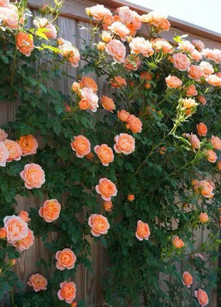 Orange Climbing Rose Seeds