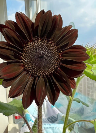 Rare Black Sunflower Seeds