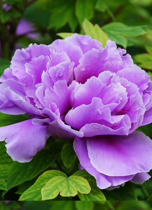 🌺Chinese Peony Flower Seeds—Mixed Color Plants—Home Garden Flower Seeds