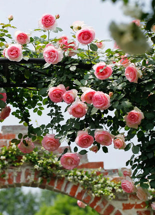 Mixed Angel Climbing Rose Seeds