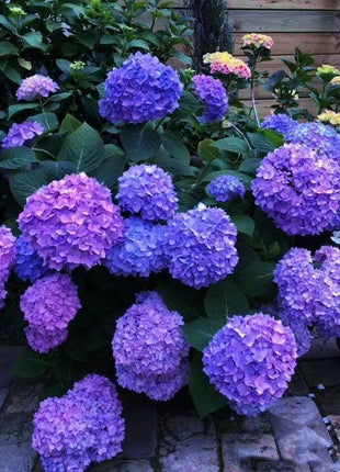20 pcs/Pack Hydrangea Seed Bonsai Flower Seeds Hydrangea Perennial Garden Home