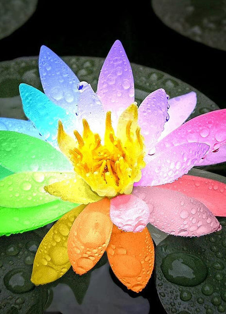 10 Rare Rainbow Lotus Seeds - Bowl Water Lily Hydroponic Plants - Fast Growing