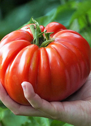 GIANT DELICIOUS TOMATO / UP TO 2KG