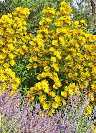 SUNFLOWER SEEDS - MAXIMILIAN