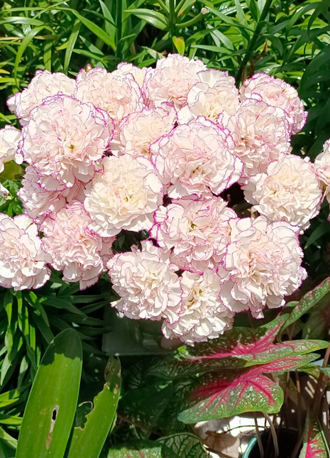 Multicolor Carnation Seeds