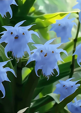 cat face flower seeds 🦊Multicolor Cat Face Orchid Seeds – HenryGarden