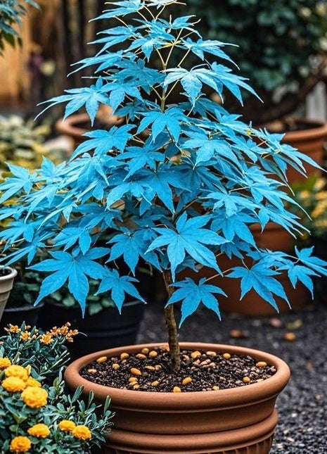 10pcs Blue Ghost Maple Tree Seeds – Exotic Japanese Acer with Misty Foliage, Perfect for Pots & Landscapes
