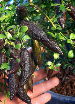 Finger Lime Seeds Lemon Caviar Seeds