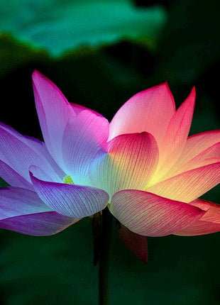 10 Rare Rainbow Lotus Seeds - Bowl Water Lily Hydroponic Plants - Fast Growing