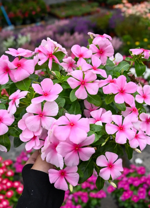 🌸Periwinkle—Blooms All Year Round