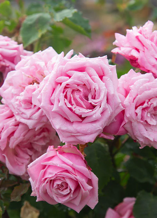 Pink Sunset Roses Seeds