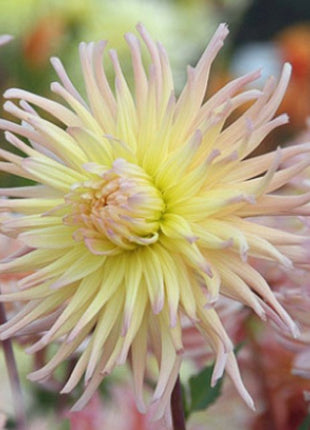 APRICOT STAR