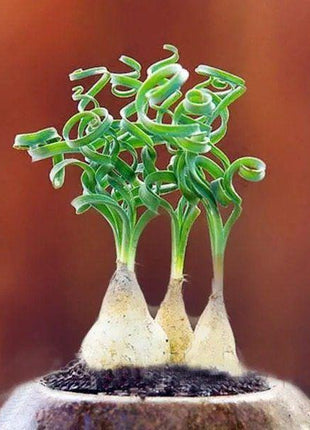 Egrow 100Pcs/Bag Sprial Grass Seeds Green Succulents Plants Garden DIY Bonsai Potted Flower Seed